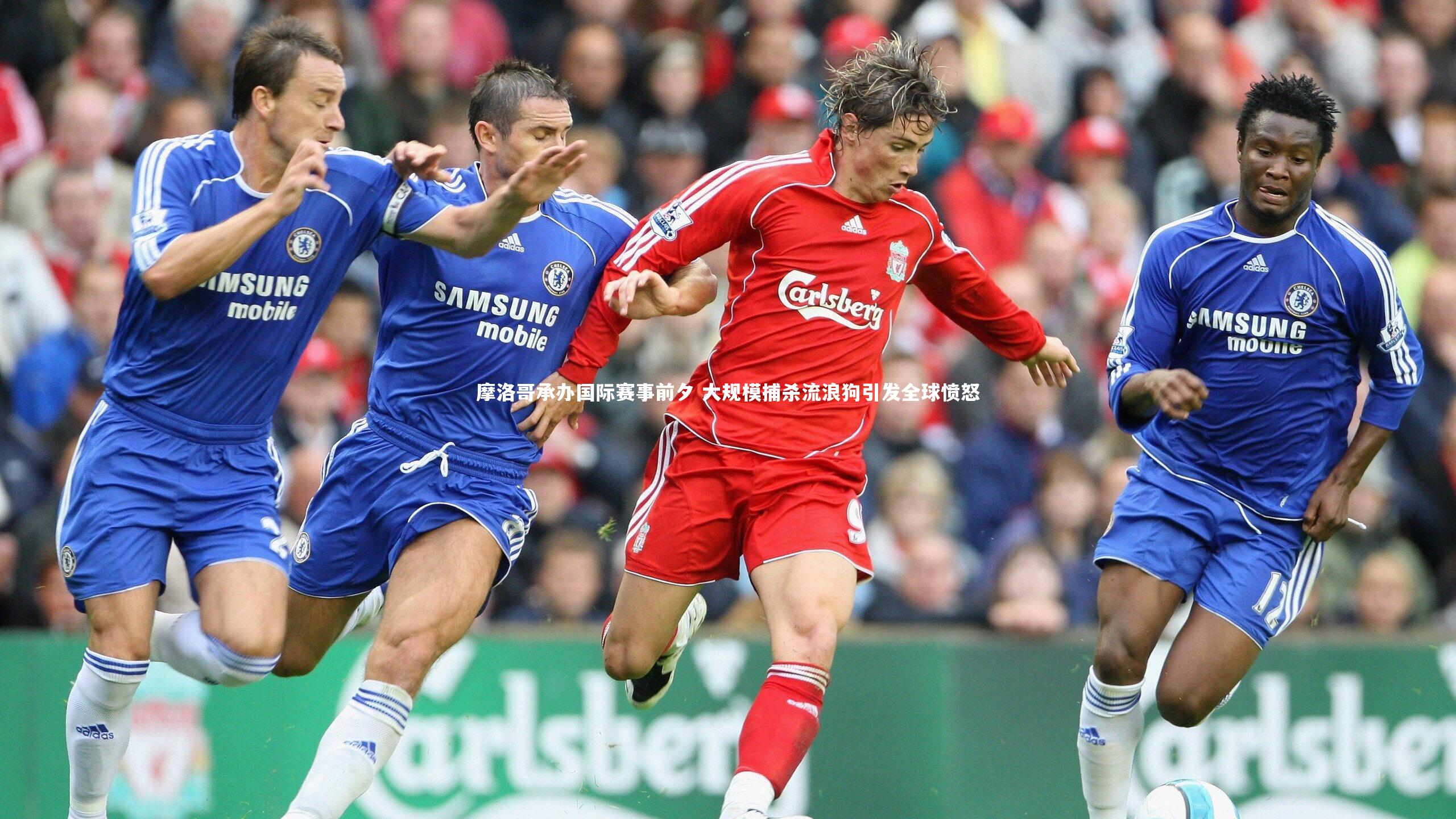 摩洛哥承办国际赛事前夕 大规模捕杀流浪狗引发全球愤怒